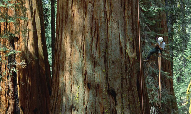 Được biết, loài Sequoia có tuổi thọ có thể lên đến 4.000 năm.